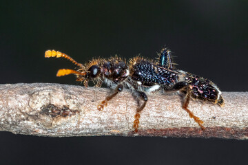 Hairy Checkered Beetle with Bright Antennae on Twig