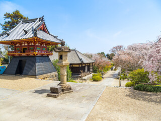 【奈良県】大和郡山市 矢田寺(金剛山寺) (2025/04/09撮影)