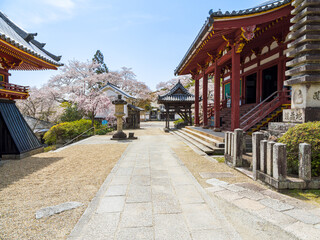 【奈良県】大和郡山市 矢田寺(金剛山寺) (2025/04/09撮影)