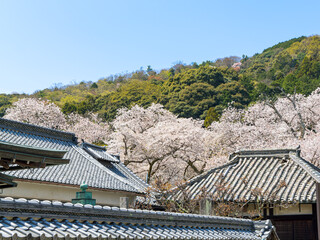 【奈良県】大和郡山市 矢田寺(金剛山寺) (2025/04/09撮影)