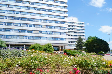 Flowers in a flower bed in the city. Landscaping, decoration of cities. Ecology.