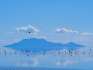 Lac Natron, Tanzanie et Flamands roses