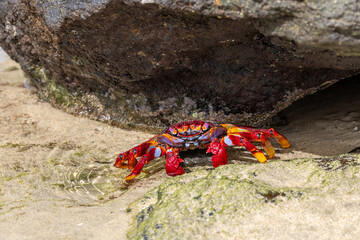 Rote Felsenkrabbe auf Fuerteventura