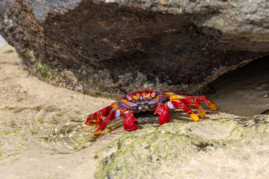Rote Felsenkrabbe auf Fuerteventura