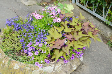 Flowers in a flower bed in the city. Landscaping, decoration of cities. Ecology.