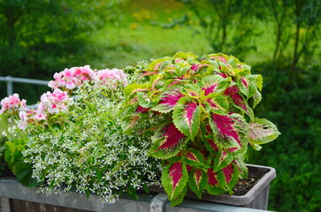 Flowers in a flower bed in the city. Landscaping, decoration of cities. Ecology.