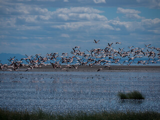 Lac Natron, Tanzanie et Flamands roses