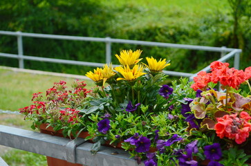 Flowers in a flower bed in the city. Landscaping, decoration of cities. Ecology.