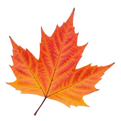Fototapeta premium Vibrant Maple Leaf with Autumn Colors Against Black Background