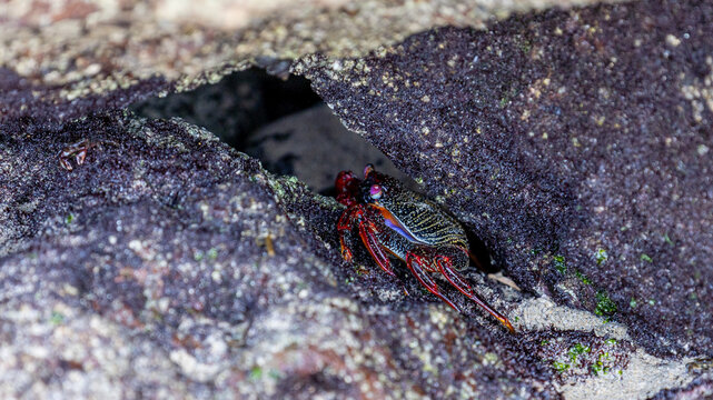 Rote Felsenkrabbe auf Fuerteventura