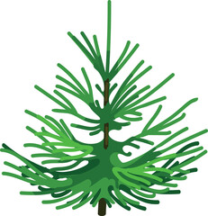 A young green spruce tree isolated on a white background.
