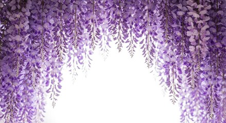 Abundant purple wisteria flowers hanging downwards creating a beautiful natural arch frame on a clean white background, perfect for spring or wedding themes.