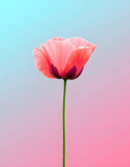 Delicate pink poppy flower with dark center against a soft gradient background