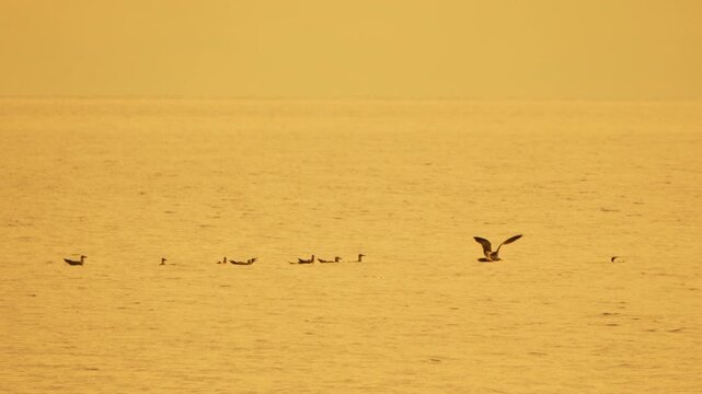 Ducks ocean sunset, tranquil waterfowl swimming on calm golden water at dusk, peaceful marine wildlife scene.