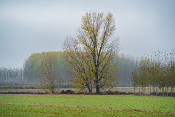 Autumn trees standing in rural vega de granada field