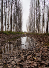 Autumn pathway in vega de granada with bare trees reflecting in puddles