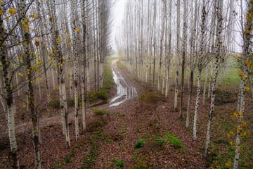 Rural path winding through poplar trees in autumn