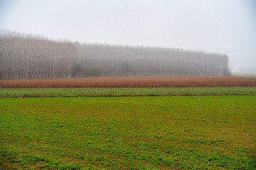 Vega de granada agricultural landscape in autumn fog