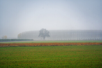 Isolated tree in foggy vega de granada countryside landscape