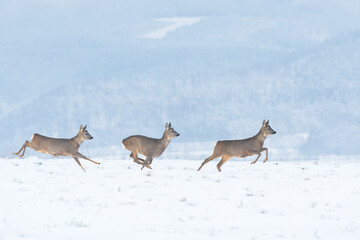 Roe deer (Capreolus) a species of large mammal with brown fur, animals running through snow-covered fields with forests in the background, foggy winter day.