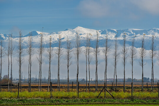Poplar trees with sierra nevada mountain range granada spain