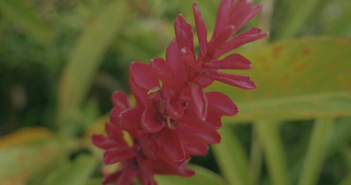 Fleur de guadeloupe Antilles