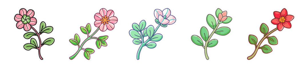 Delicate botanical sketches of purslane flowers and leaves detailed watercolor studies of greenery