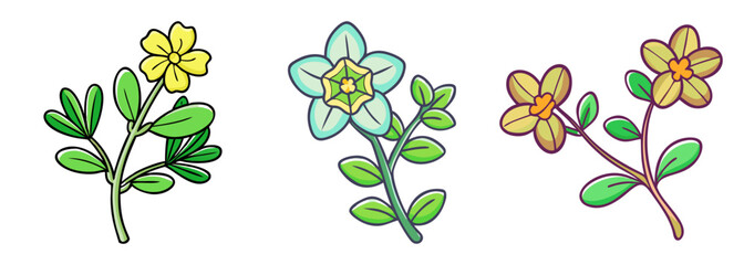 Detailed artwork of portulaca oleeracea portulaca flowers and green leaves on botanical art