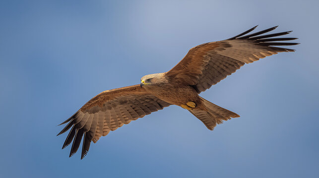 subjugating. Eagle soaring high in clear sky with sharp gaze focused on ground movement. wildlife magazines, conservation campaigns, designed for wildlife conservation campaigns.