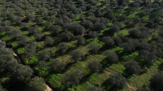 Aerial view of olive trees planted in neat rows creating a visually striking pattern across the landscape, Uri, Sardinia, Italy.