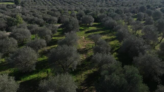 Aerial view of a vast olive grove, where neatly arranged trees cast shadows on the green grass, creating a serene agricultural landscape, Uri, Sardinia, Italy.