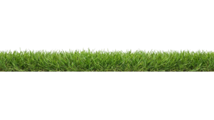 Horizontal Green Grass Strip Isolated on White Background