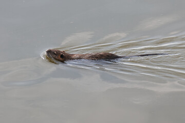 川を泳ぐ野生のヌートリア