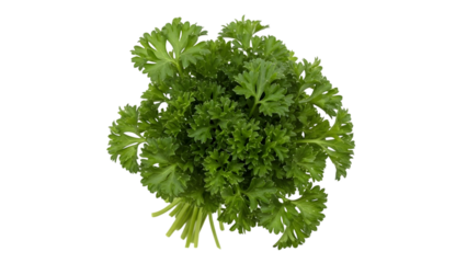 Fresh parsley bunch with green leaves isolated on a transparent background herb
