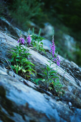 Purple Wildflower Growing from Rock in Natural Forest Setting