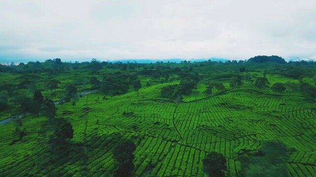 drone video of tea plantation in java indonesia