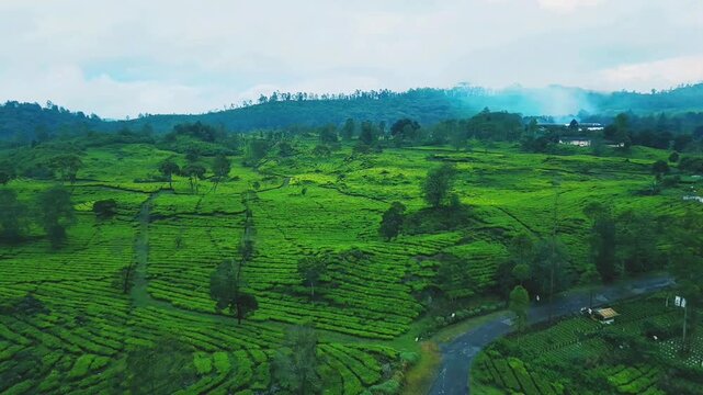 drone video of tea plantation in java indonesia