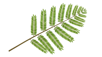 Green fern leaf with brown stem isolated on a transparent background 1