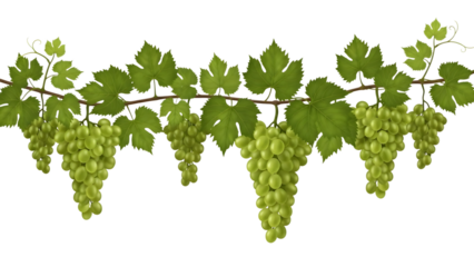 Green grapes hanging from vine with leaves isolated on a transparent background green leaves