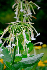 kwitnący na biało tytoń leśny, białe kwiaty tytoniu, Nicotiana sylvestris, woodland tobacco, flowering tobacco, South American tobacco © kateej