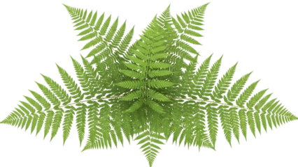 Green fern leaves isolated on a transparent background plant foliage