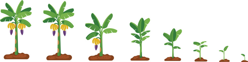 Banana plant growth stages illustration showing seedling to fruiting tree development, agricultural cycle, farming education graphic for botanical and horticulture use © Amelia's orld