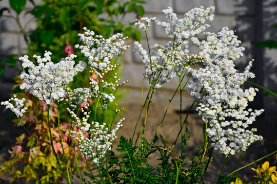 kwitnąca wiąz&oacute;wka bulwkowa, wiąz&oacute;wka bulwkowata, Filipendula vulgaris, dropwort, fern-leaf dropwort, white flowering delicate Filipendula vulgaris Flora Pleno