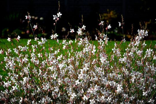 Gaura Lindheimera - Gaura lindheimeri, kwitnąca gaura na tle trawnika, gaura w słońcu, gaura flower in the sun, Lindheimer's beeblossom, white gaura, pink gaura, Lindheimer's clockweed, Indian feather