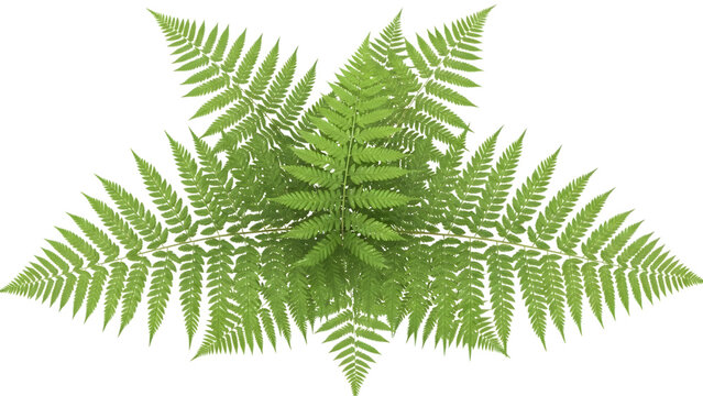 Green fern leaves isolated on a transparent background plant foliage