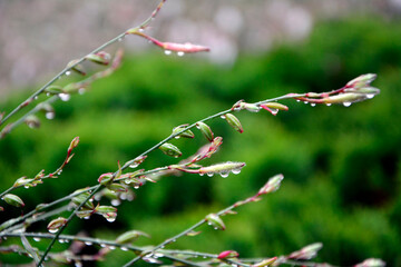 kwiat gaury z kroplami wody pod słońce, Gaura Lindheimera - Gaura lindheimeri, krople wody po deszczu na kwiatach gaury, gra świateł, wschód słońca, gaura flower with water drops against the light,