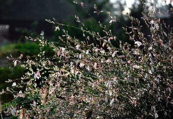 kwiat gaury z kroplami wody pod słońce, Gaura Lindheimera - Gaura lindheimeri, krople wody po deszczu na kwiatach gaury, gra świateł, wsch&oacute;d słońca, gaura flower with water drops against the light,