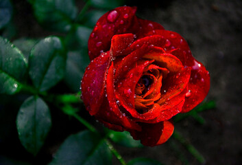 czerwona róża z kroplami wody na płatkach, piekny kwiat czerwonej róży w otwierajacyym się pąku, czerwona roża symbol miłości, red garden roses © kateej