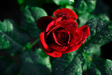 czerwona róża z kroplami wody na płatkach, piekny kwiat czerwonej róży w otwierajacyym się pąku, czerwona roża symbol miłości, red garden roses © kateej
