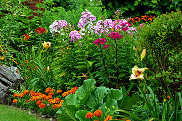 kolorowe kwiaty, piekny ogród otoczony kolorowymi kwiatami, kompozycja rabatowa, Phlox paniculata, Tagetes, beautiful garden, designer garden © kateej